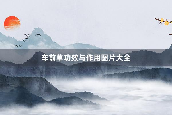 车前草功效与作用图片大全
